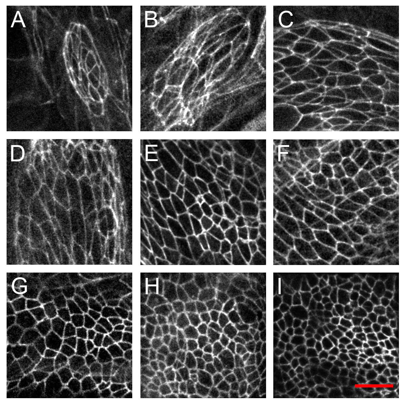 cell shapes